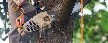 Best Tree Preservation Services  in Fort Worth, TX