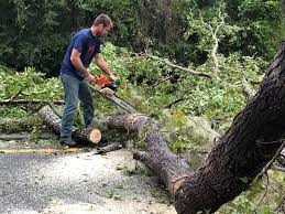 Best Emergency Tree Removal  in Fort Worth, TX