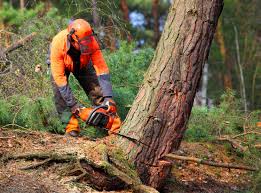 How Our Tree Care Process Works  in  Fort Worth, TX