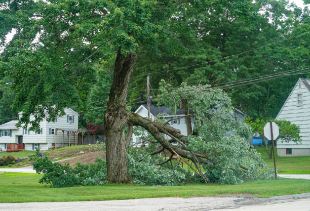 Best Tree and Shrub Care  in Fort Worth, TX