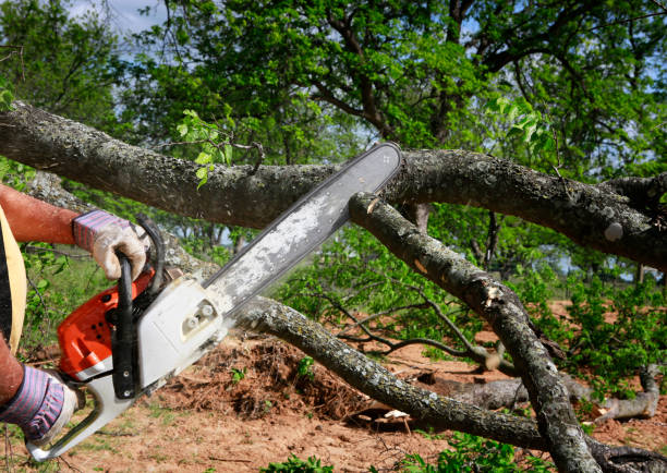 Best Lot and Land Clearing  in Fort Worth, TX